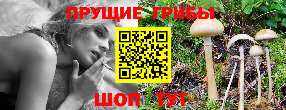 Псилоцибиновые грибы Psilocybe Клин